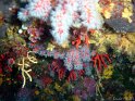 DSC05144 - Coraux~